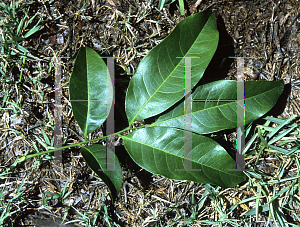 Picture of Harpullia pendula 