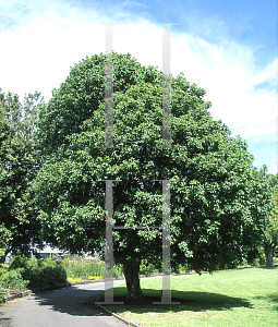 Picture of Harpullia pendula 