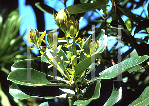 Picture of Carpolepis laurifolia 