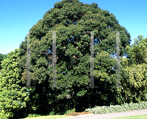 Picture of Cryptocarya obovata 