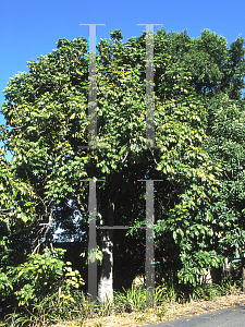 Picture of Castanospermum australe 