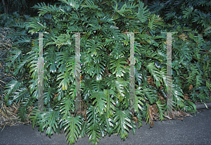 Picture of Philodendron x 'Xanadu'