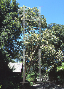 Picture of Lophostemon confertus 'Variegatus'