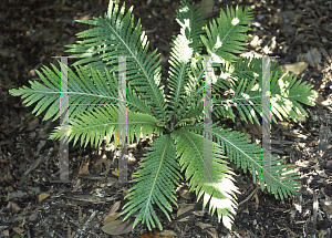 Picture of Blechnum gibbum 