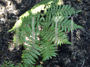 Picture of Dicksonia baudouini 