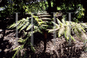 Picture of Dicksonia thyrsopteroides 