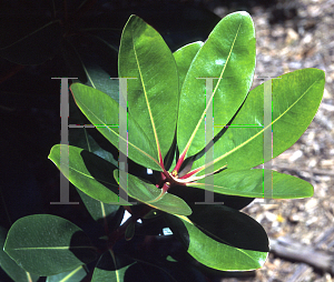 Picture of Metrosideros spp. 