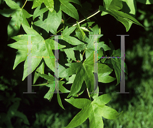 Picture of Liquidambar orientalis 