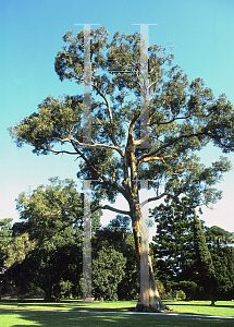 Picture of Eucalyptus muelleriana 