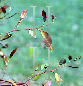 Picture of Eucalyptus muelleriana 