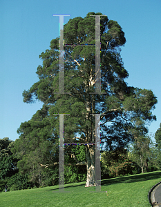 Picture of Melaleuca styphelioides 