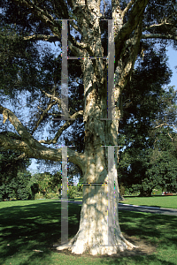 Picture of Melaleuca styphelioides 