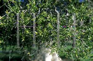 Picture of Melaleuca styphelioides 