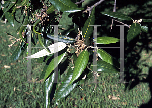 Picture of Quercus virginiana 