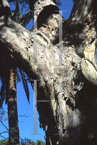 Picture of Afrocarpus falcatus 