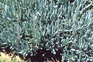 Picture of Senecio mandraliscae 