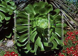 Picture of Aeonium arboreum 