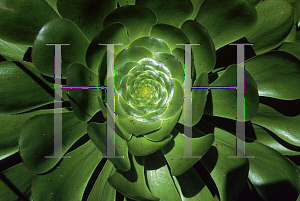 Picture of Aeonium arboreum 