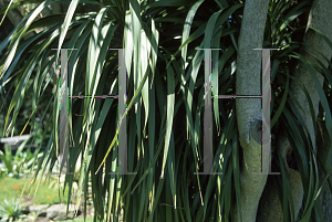 Picture of Cordyline australis 