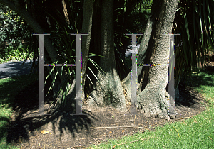 Picture of Cordyline australis 