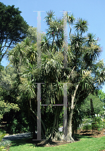 Picture of Cordyline australis 