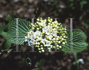 Picture of Viburnum burejaeticum 