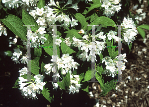 Picture of Weigela lemionei 