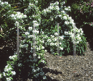 Picture of Weigela lemionei 