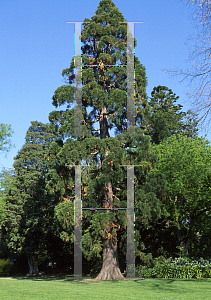 Picture of Sequoiadendron giganteum 