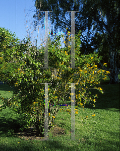 Picture of Azara serrata 