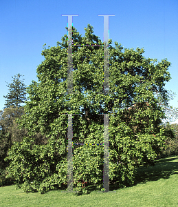 Picture of Liquidambar orientalis 