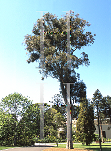 Picture of Eucalyptus punctata 