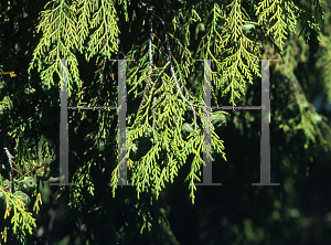 Picture of Cupressus funebris 