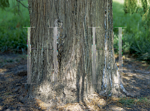 Picture of Cupressus funebris 