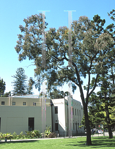 Picture of Eucalyptus crebra 