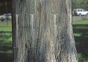 Picture of Cupressus torulosa 