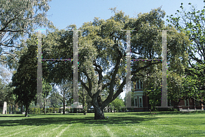 Picture of Quercus suber 