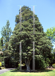 Picture of Cupressus lusitanica 