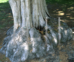 Picture of Cupressus lusitanica 