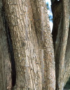 Picture of Cupressus lusitanica 