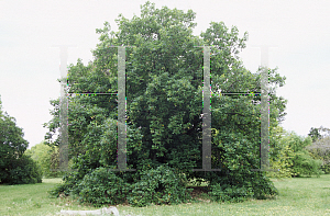 Picture of Quercus canariensis 