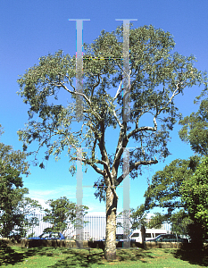 Picture of Eucalyptus tereticornis 