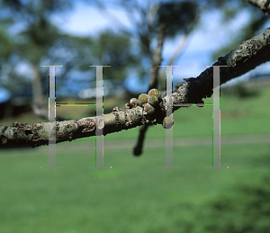 Picture of Ficus lutea 