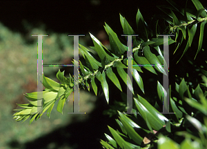 Picture of Araucaria bidwillii 