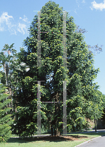 Picture of Araucaria bidwillii 