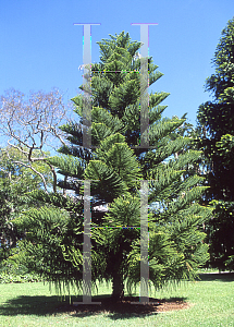 Picture of Araucaria luxurians 