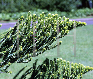 Picture of Araucaria luxurians 