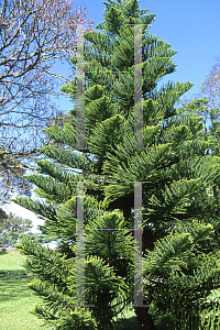 Picture of Araucaria luxurians 