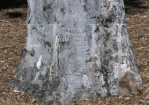 Picture of Eucalyptus punctata 