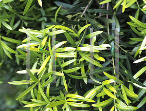 Picture of Podocarpus elatus 